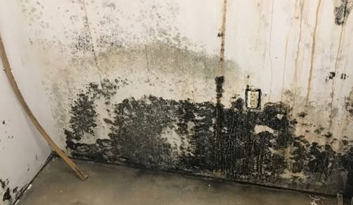 Black mold on a wall