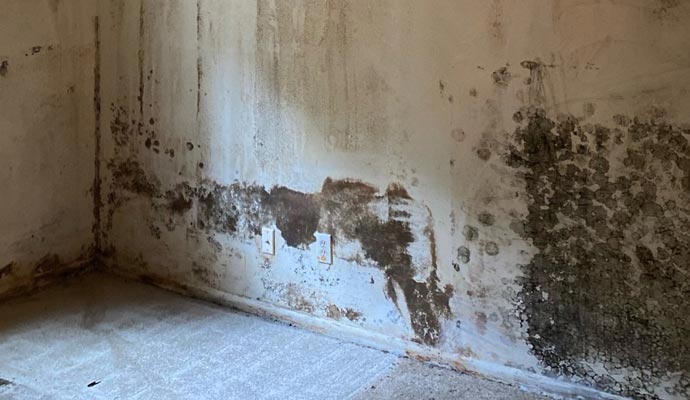 Black mold on wall