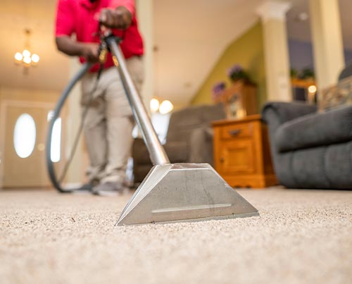 Professional worker cleaning carpet