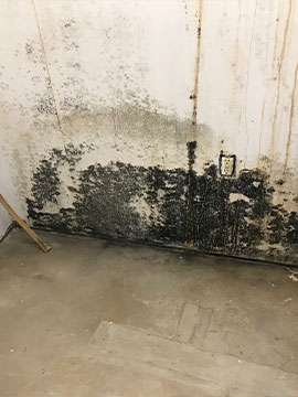 Mold Remediation Image