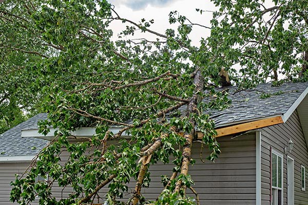 Fallen trees on the house