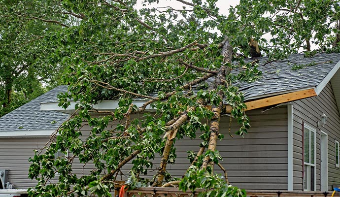 large tree with green leaves fallen on a residential rooftop during a storm