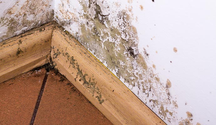 mold and moisture corner wall of a house mold removal