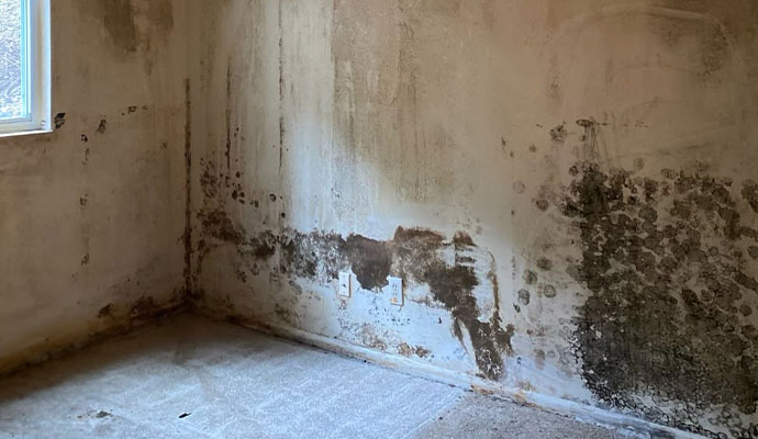 Mold damaged wall caused by water damage