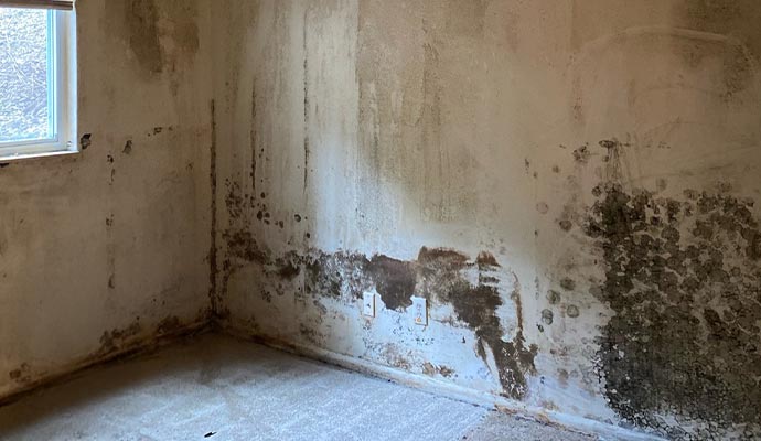 Mold damaged wall caused by water damage