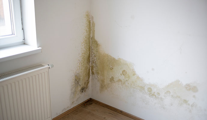 Mold growth on water-damaged wall