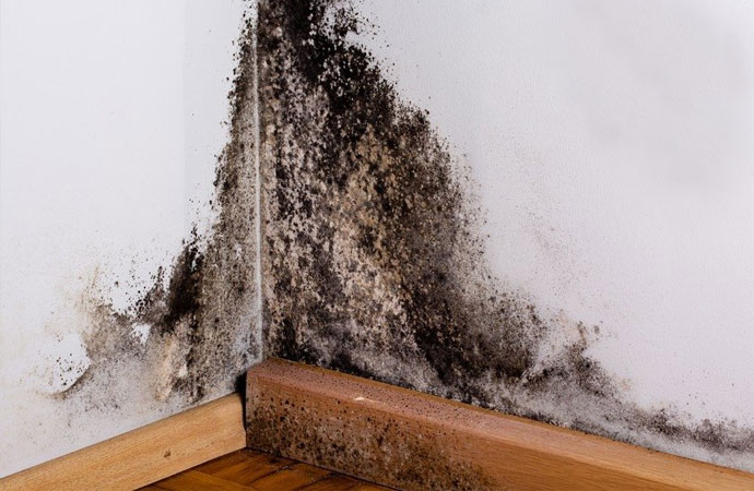 Professional Mold Remediation Experts