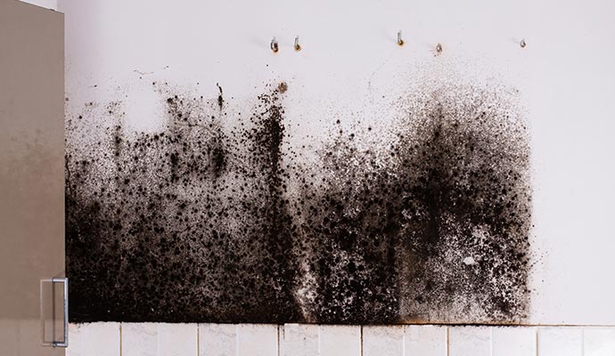 Black moldy wall