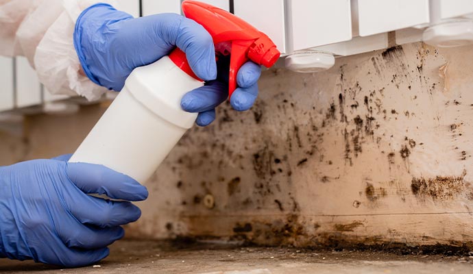 Mold decontamination