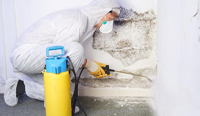 Mold remediation service