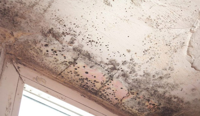 Professional Mold Removal Experts
