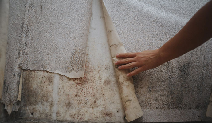 Mold Removal Service by Teasdale Fenton Cleaning & Property Restoration