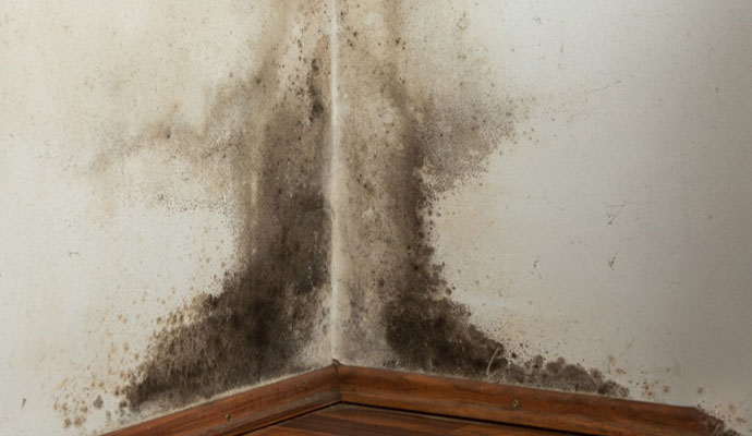 Mold growth in the corner of an interior wall