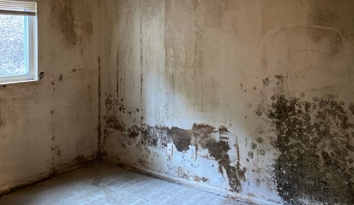 Wall damaged moldy room