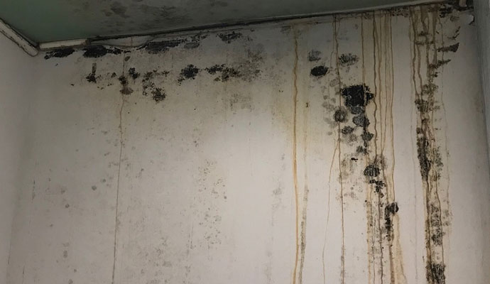 Solution for Mold Structural Damage in Cincinnati, OH