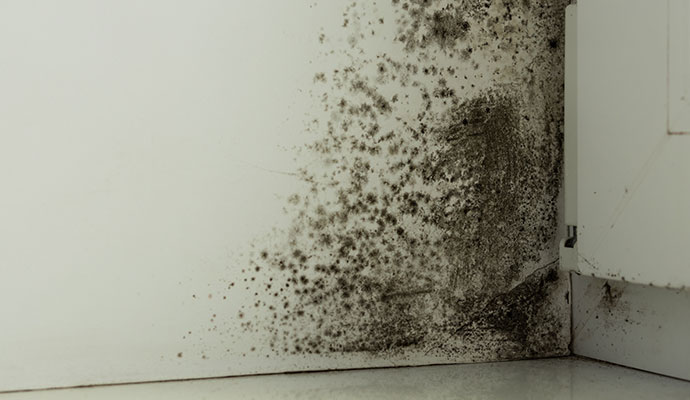 Professional mold remediation after water damage