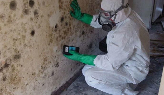 Professional mold inspection services Professional technician inspecting mold on interior wall