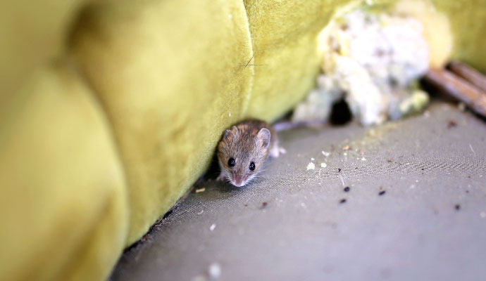 Rodent infestation on couch