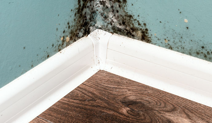 Causes of Mold in Covington, Ohio