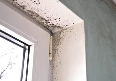 Mold Remediation Image