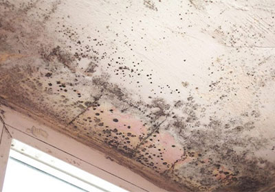 Mold Removal