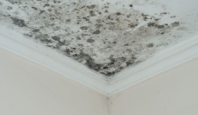 Severely mold affected ceiling
