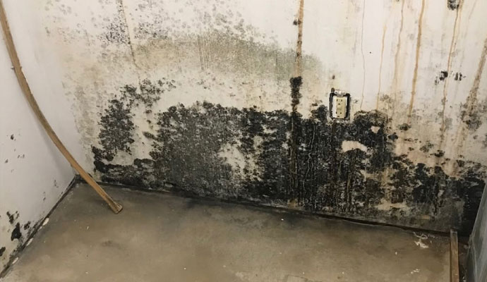 Severely mold damaged wall