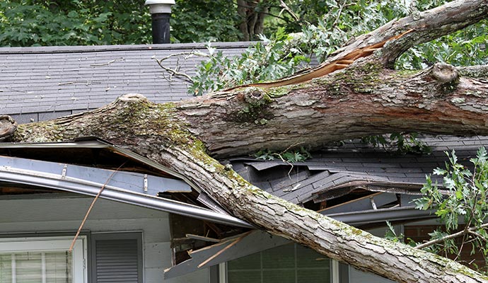 Fallen tree on the house