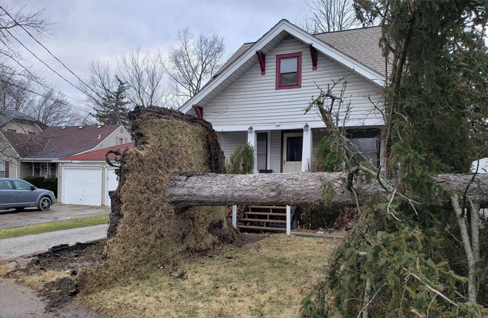 Tree Damage Repair