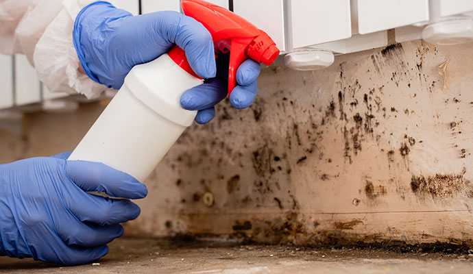 Technician spraying mold on a wall