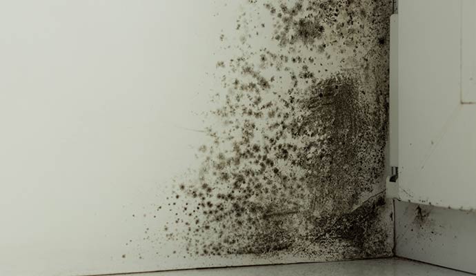 Visible black mold on the corner of the wall