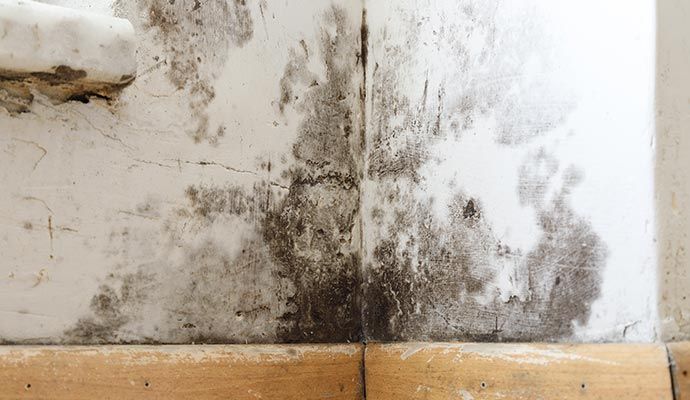 Close-up of visible black mold growing on an interior wall.