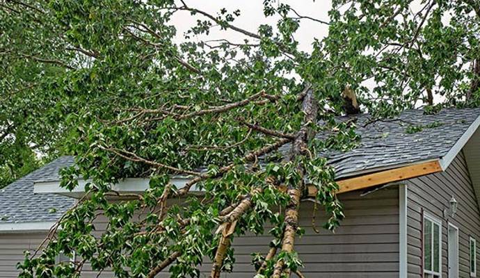 Fallen trees on the house