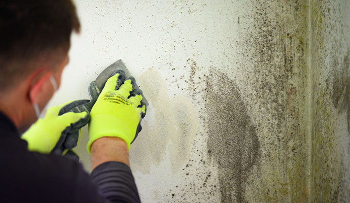 Mold removal and remediation A worker scraping mold and damaged plaster from a wall.